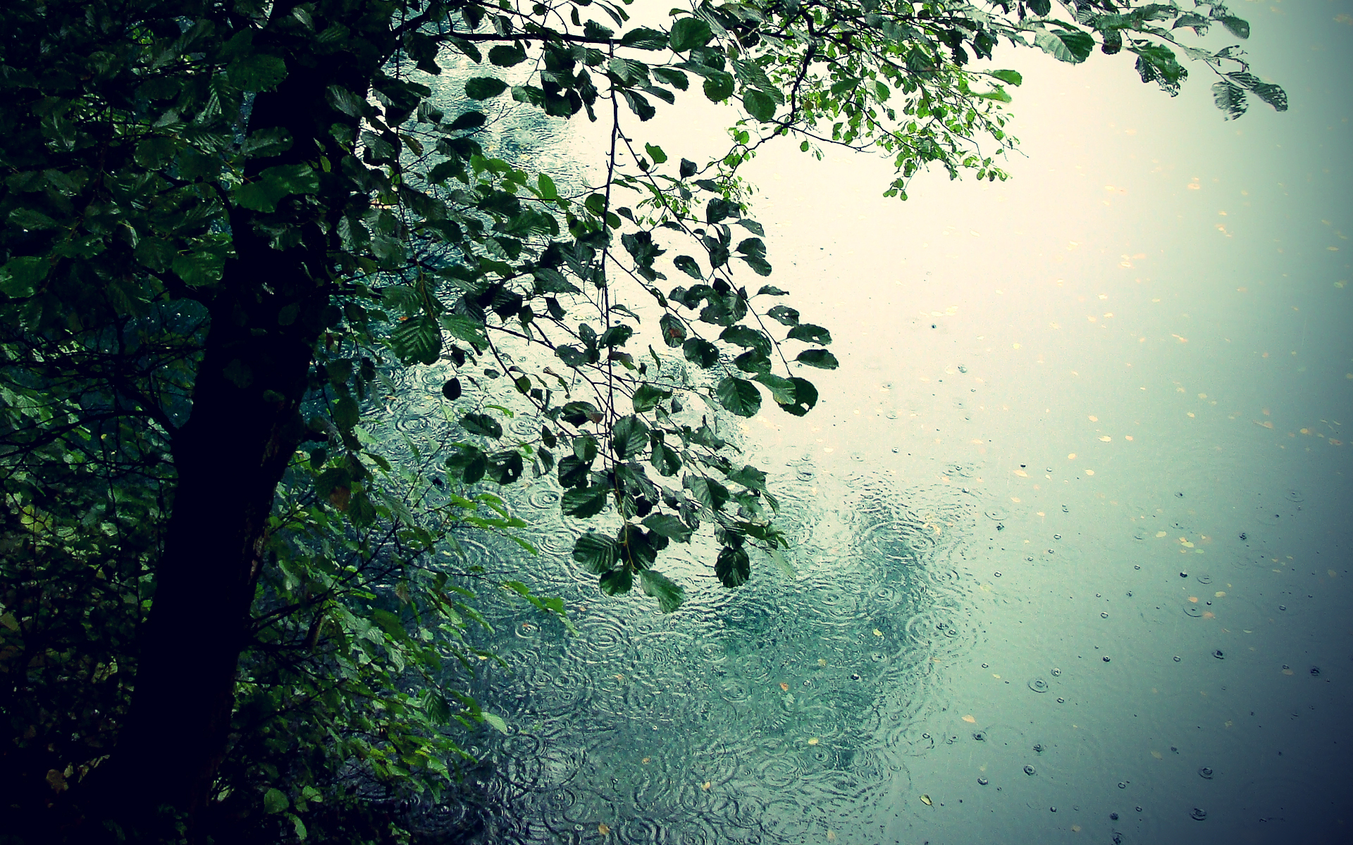 Tree Rain Wallpapers High Quality | Download Free