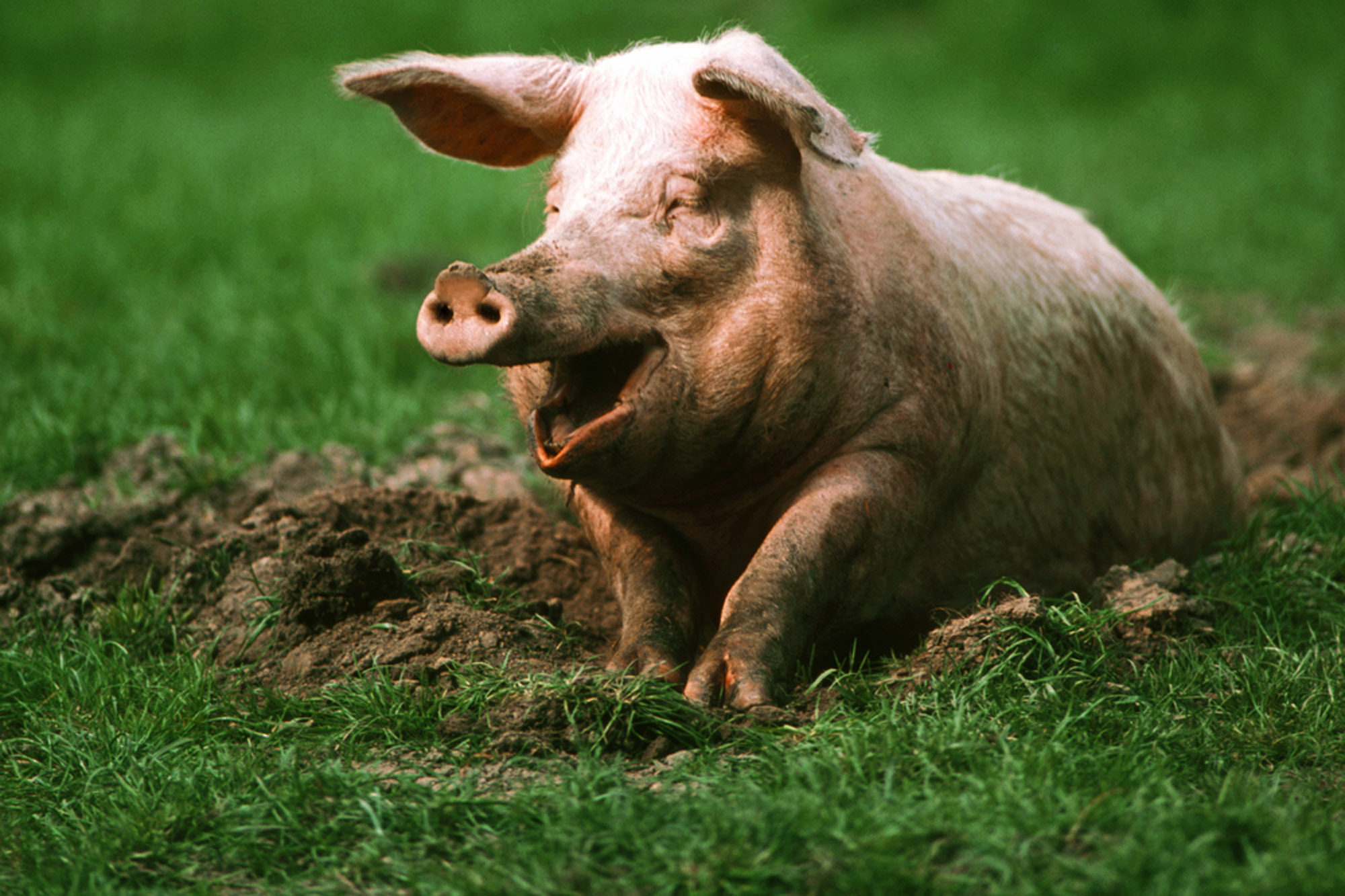 Накаченная свинья. Лакомб порода свиней. Э свинья. Зеленая свинья. Красивый поросенок.