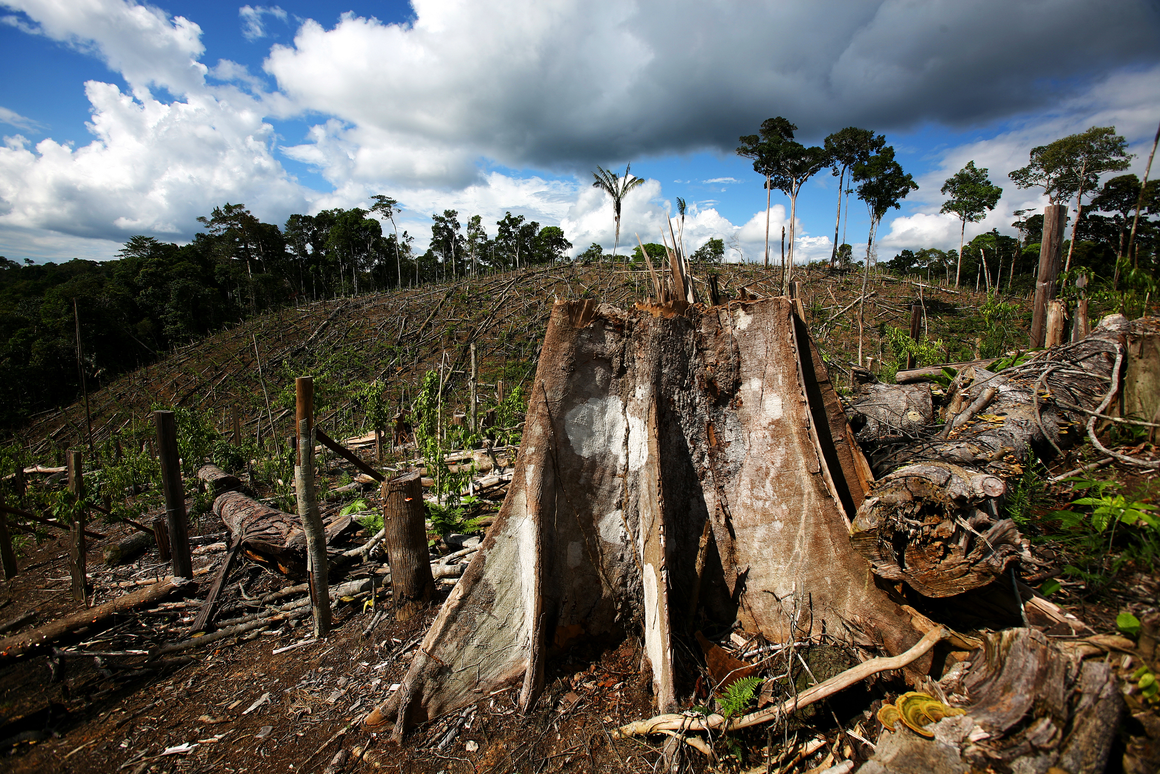 Обезлесивание. Обезлесение тропических лесов. Обезлесение Бразилии. Вырубка тропических лесов Амазонии. Вырубка тропических лесов в Бразилии.