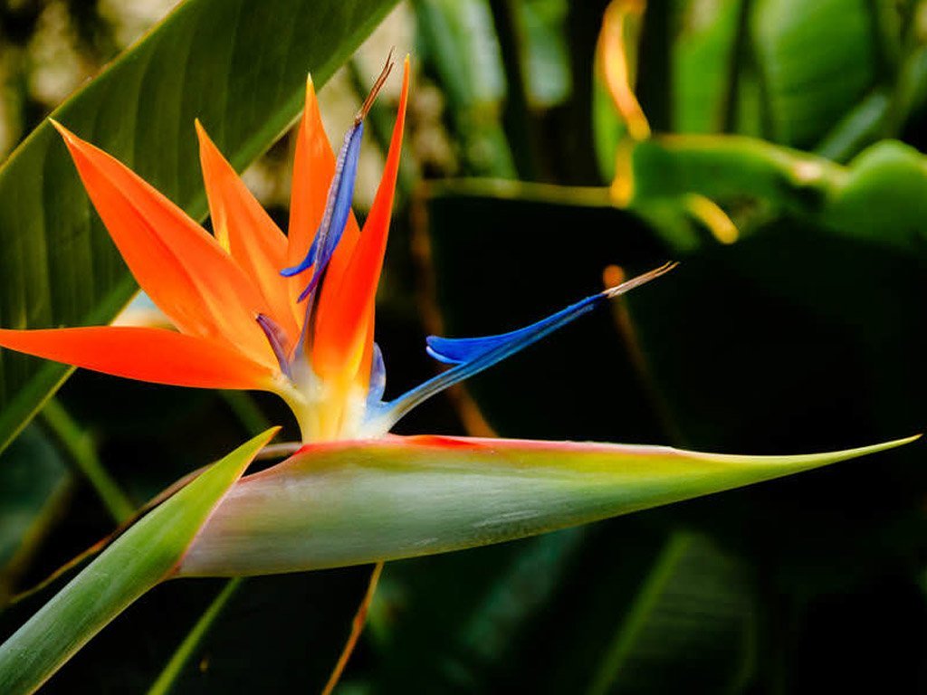 The Strelitzia Wallpapers High Quality | Download Free