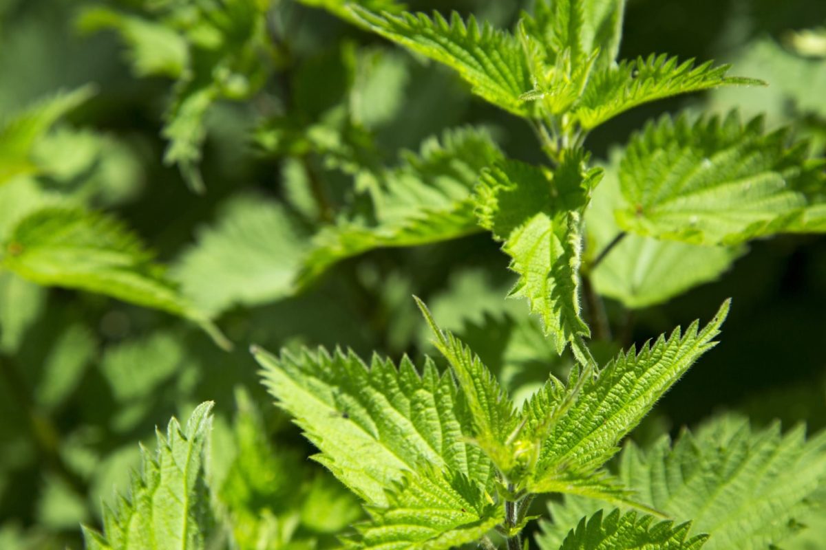 4K Nettle Wallpapers High Quality | Download Free