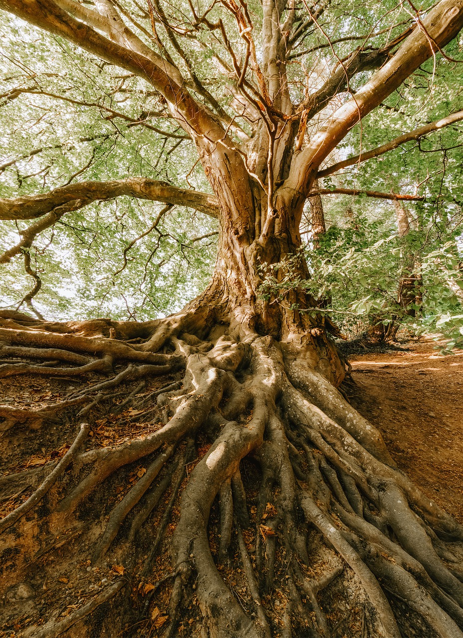 4K Tree Roots Wallpapers High Quality | Download Free