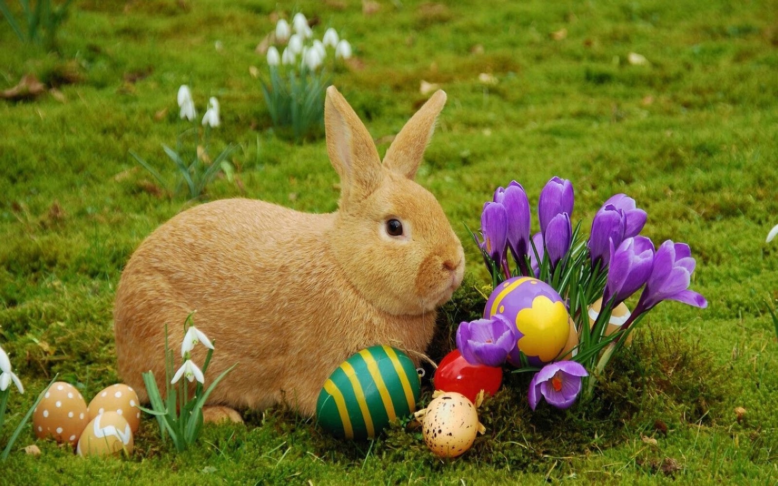 Easter Bunny wallpapers.
