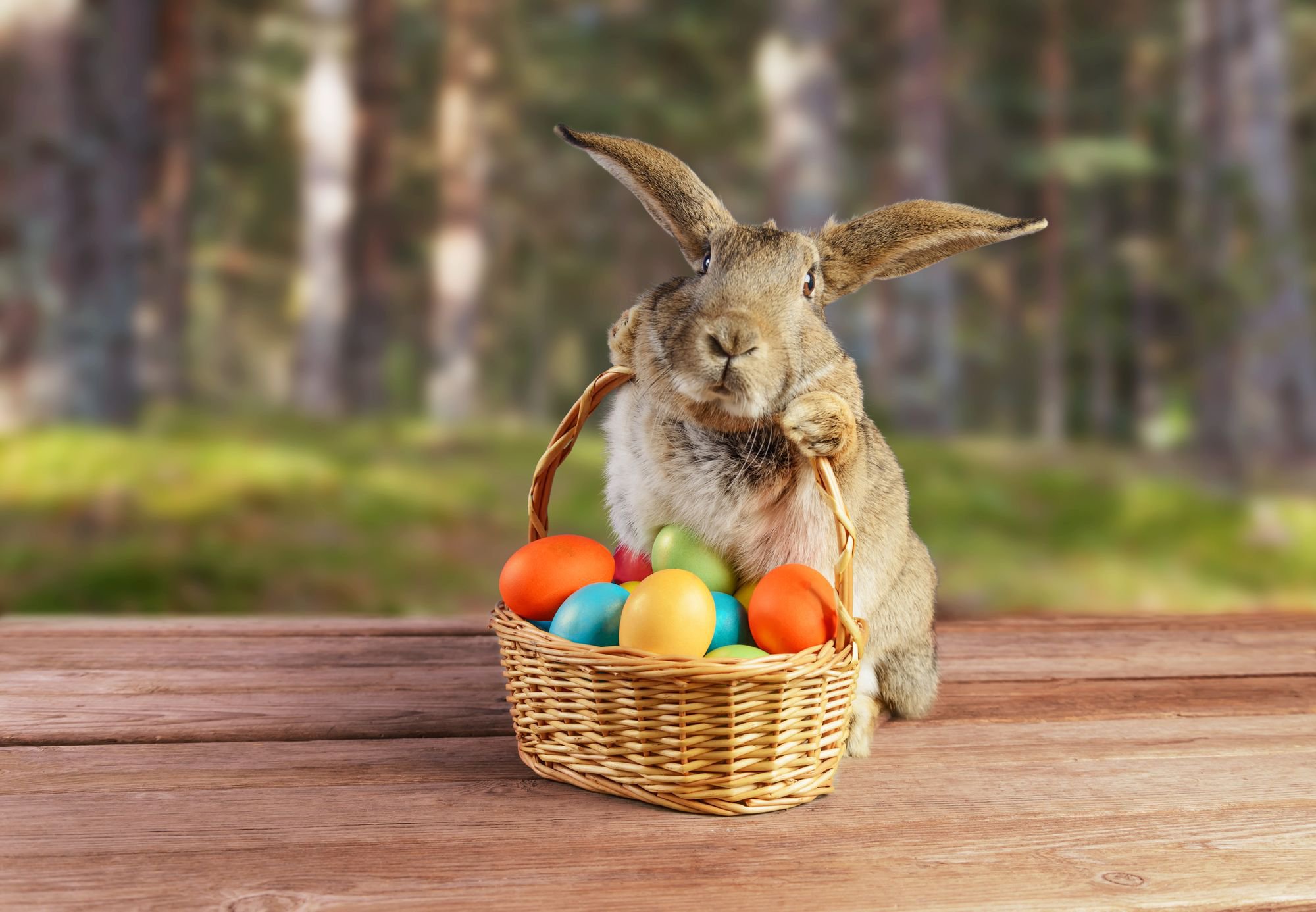 Easter Bunny Wallpapers High Quality | Download Free