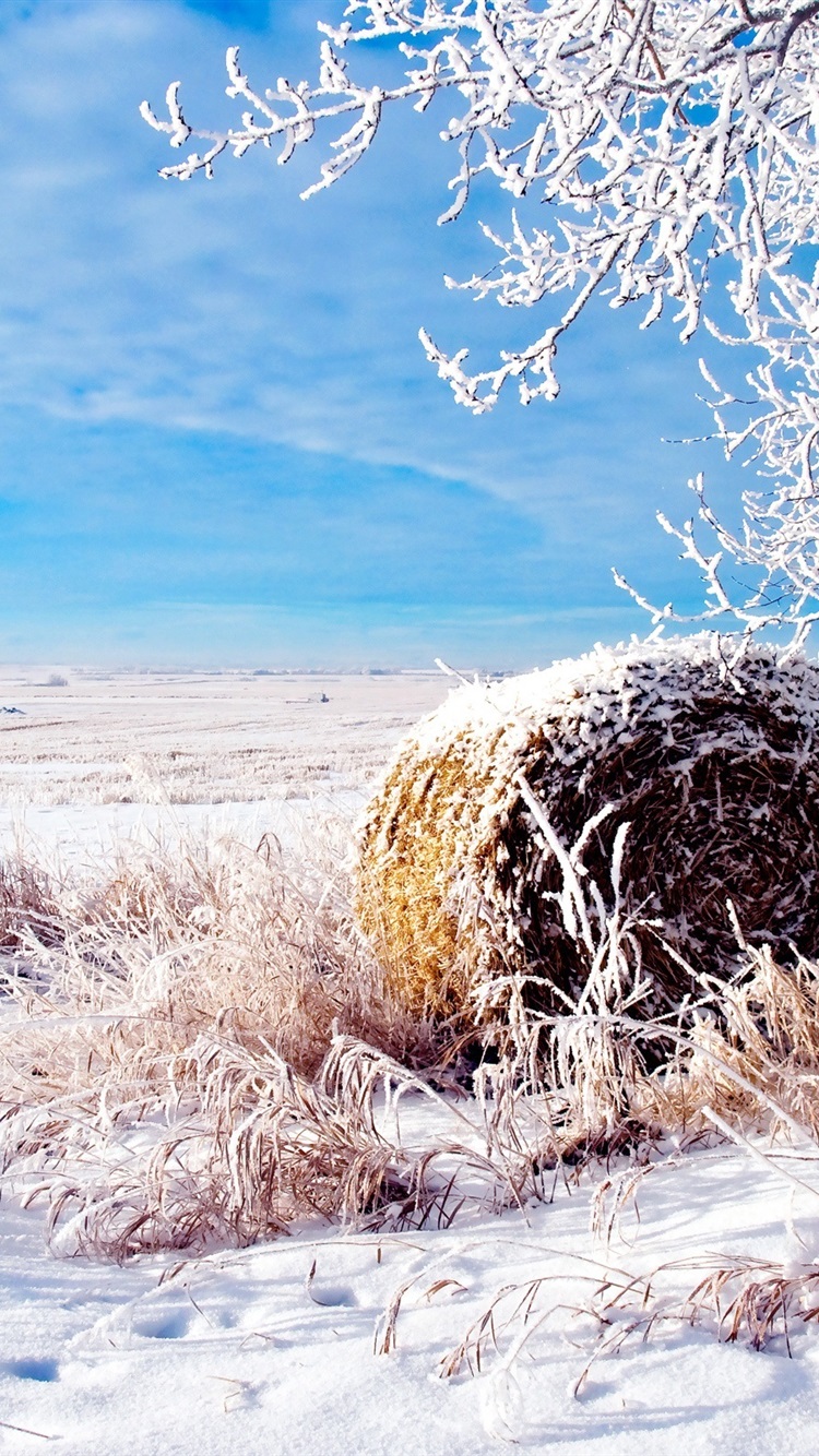 Зимнее сено. Зимнее поле. Зима снег поле. Зима заснеженное поле. Стог снега.