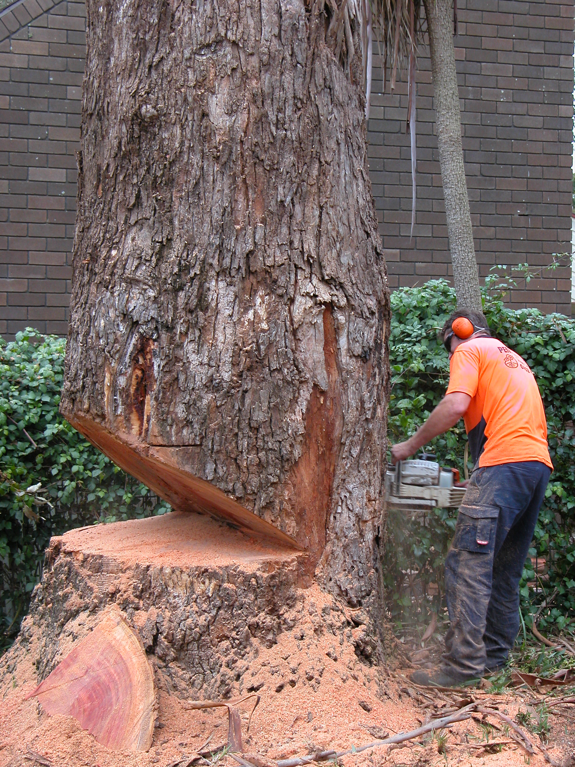 По стволу дерева можно. Правильный спил дерева бензопилой. Технология Валки леса бензопилой. Правильное спиливание дерева. Пилит дерево.