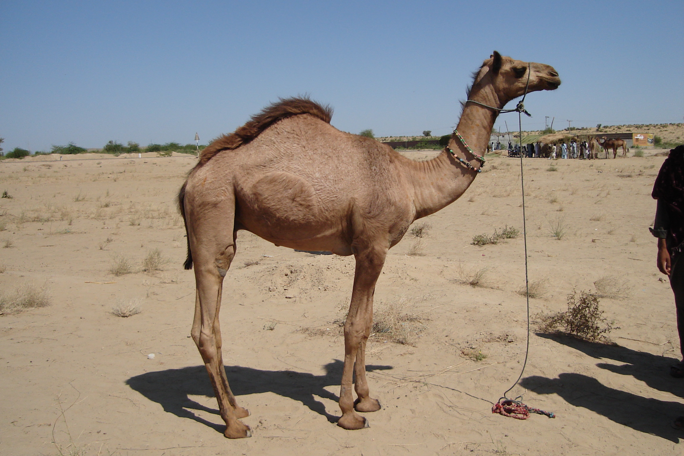 Photo of a Two-Legged Camel Is Edited | Misbar